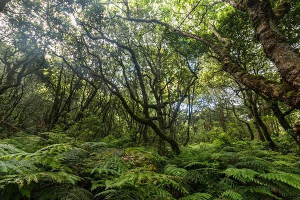 Levada Caldeirao Verde — Stock fotografie