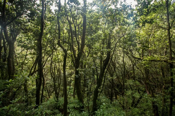 Levada Caldeirao Verde — Zdjęcie stockowe