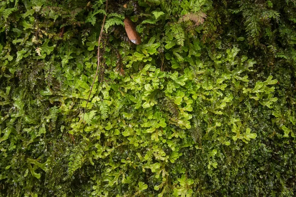 Levada di Caldeirao Verde — Foto Stock