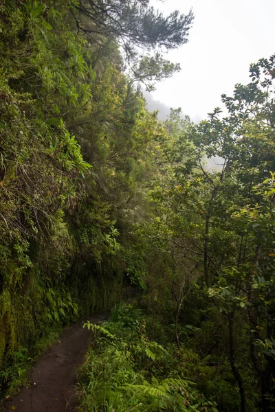 Caldeirao ヴェルデの Levada — ストック写真