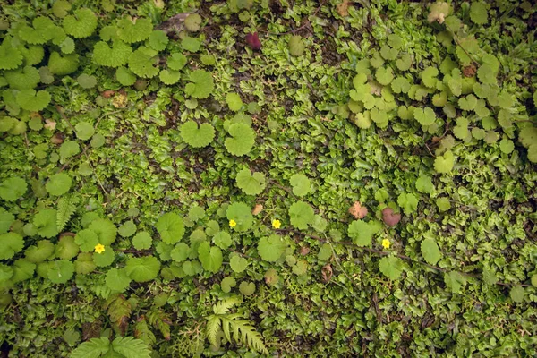 Levada de Caldeirao Verde — Fotografia de Stock