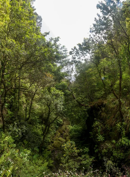 Levada Caldeirao Verde — Stok fotoğraf