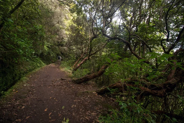 Levada Caldeirao Verde — Zdjęcie stockowe