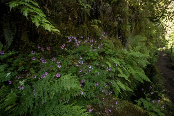 Levada de Caldeirao Verde — Fotografia de Stock