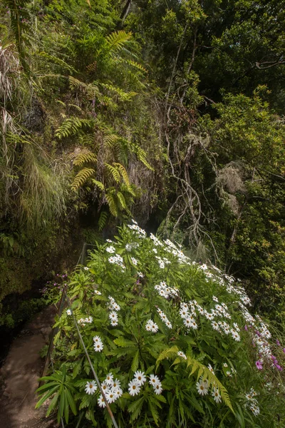 Caldeirao ヴェルデの Levada — ストック写真