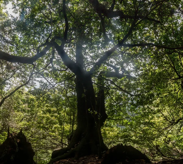 Levada Caldeirao Verde — Stock fotografie