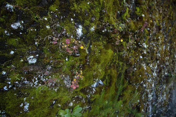 Levada von caldeirao verde — Stockfoto