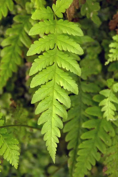 Levada of Caldeirao Verde — Stock Photo, Image