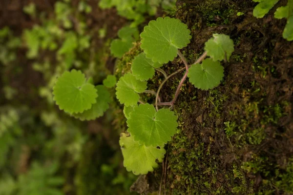 Levada de Caldeirao Verde — Foto de Stock