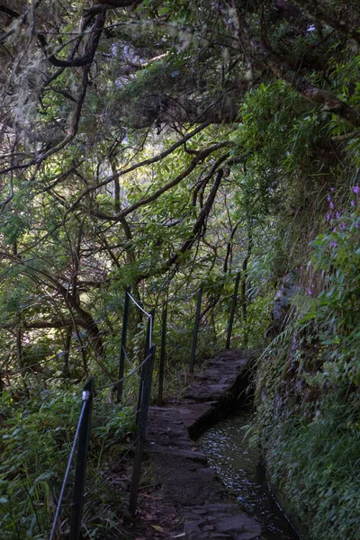 Levada Caldeirao Verde — Zdjęcie stockowe