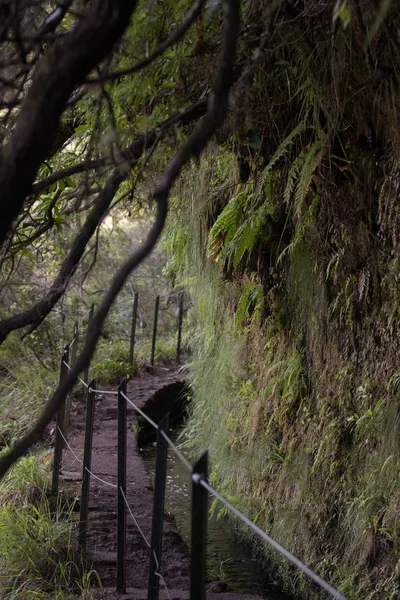 Caldeirao ヴェルデの Levada — ストック写真