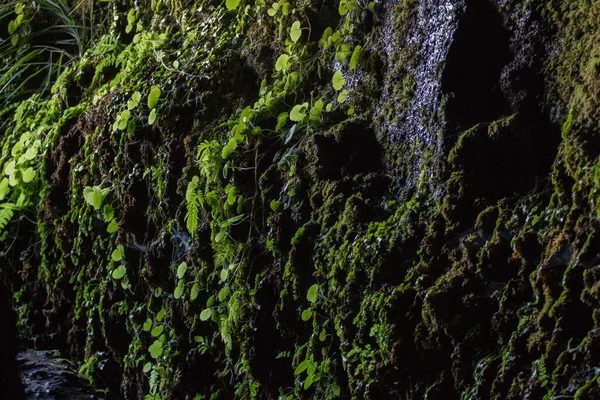 Levada de Caldeirao Verde — Fotografia de Stock