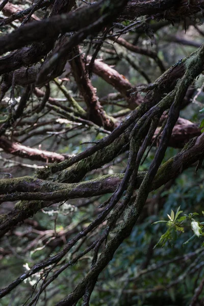 Levada Caldeirao Verde — Zdjęcie stockowe