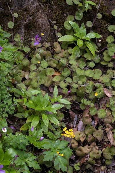 Levada Caldeirao Verde — Zdjęcie stockowe