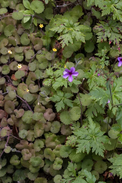 Levada Caldeirao Verde — Stockfoto