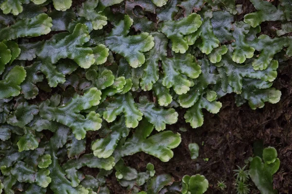 Levada Caldeirao Verde — Zdjęcie stockowe