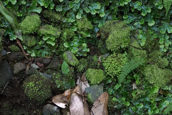 Levada de Caldeirao Verde — Fotografia de Stock