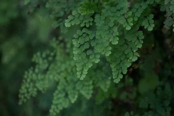 Levada de Caldeirao Verde — Fotografia de Stock