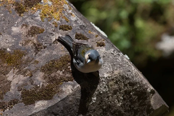 Frequentes Chaffinch (Coelebs Fringilla) — Fotografia de Stock