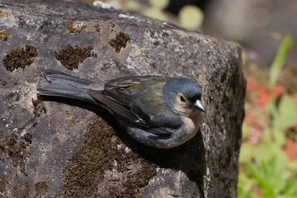 Chaffinch (Fringilla coelebs) — Stok fotoğraf