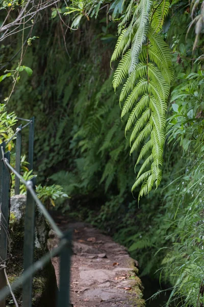 Levada Caldeirao Verde — Zdjęcie stockowe