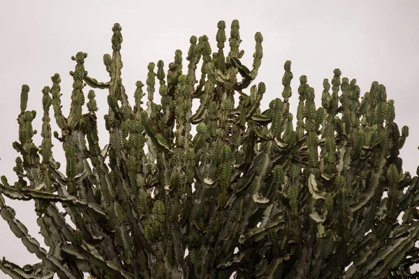 Euphorbia ingens cactus — Foto Stock
