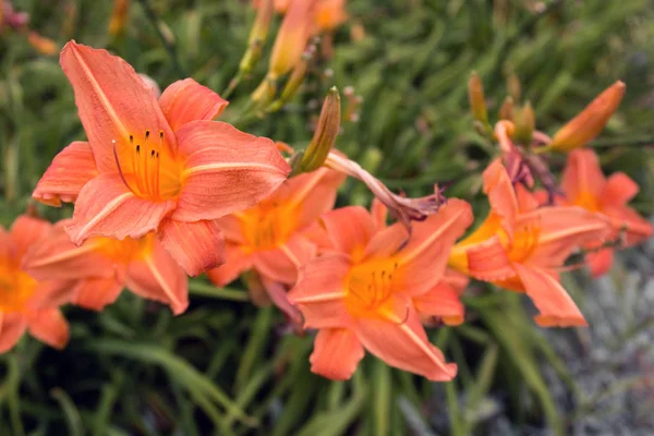 オレンジ色の日ユリの花 — ストック写真