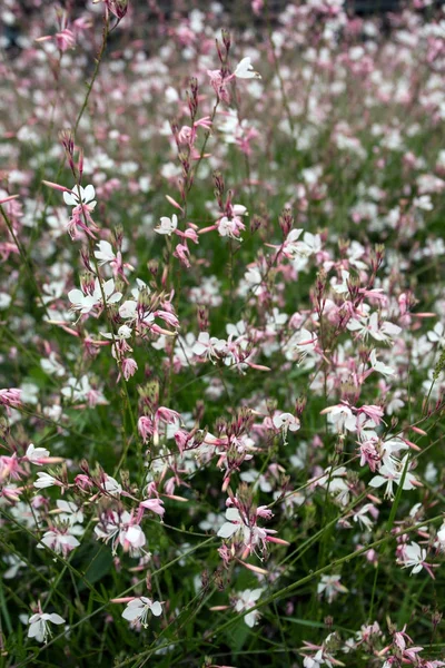 London Pride Saxifraga  urbium flower — Stock Photo, Image