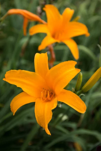 Hemerocallis lilioasphodelus kwiat — Zdjęcie stockowe