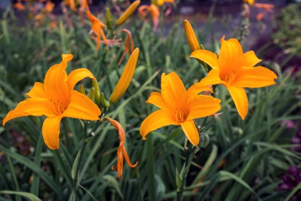 Hemerocallis lilioasphodelus flower — Stock Photo, Image