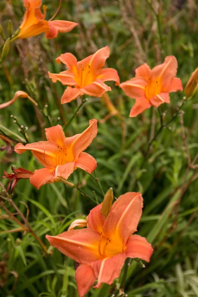 Flor de lírio-dia laranja — Fotografia de Stock