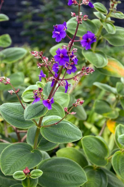 Tibouchina urvilleana  flower — Stockfoto
