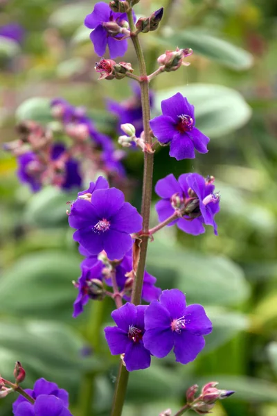 Tibouchina urvilleana  flower — Stock Photo, Image