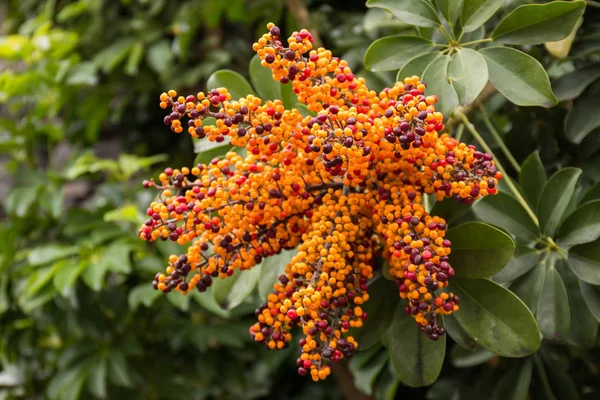 Asoka träd orange frukter — Stockfoto