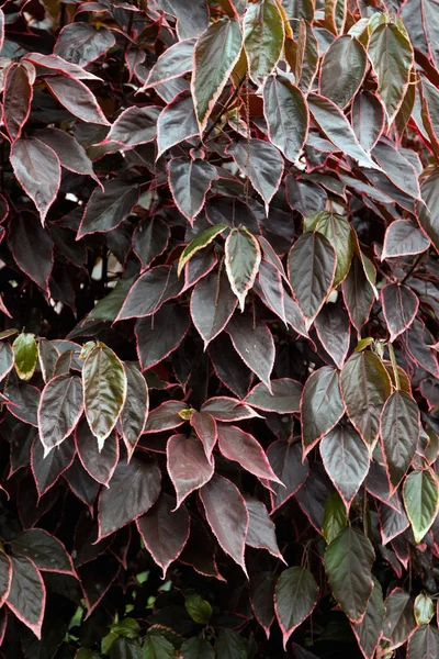 Verde hermosa planta — Foto de Stock