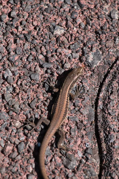 Madeiran wall lizard (Lacerta dugesii) — Stock Photo, Image