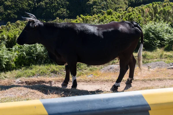道の端に雄牛をブラック — ストック写真