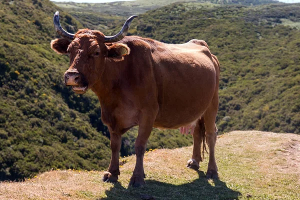 Vache brune au sommet de la montagne — Photo