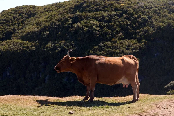 Vaca marrom no topo da montanha — Fotografia de Stock