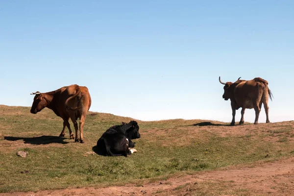 Коричневые коровы на вершине горы — стоковое фото
