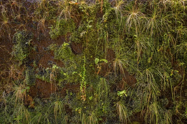 25 fontes Levada에서 식물 정보 — 스톡 사진
