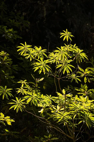 Detail van de flora van de Levada van 25 fontes — Stockfoto