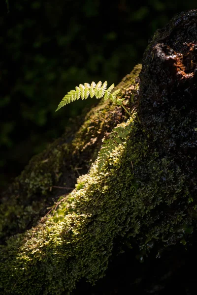 Flora detail from Levada of 25 fontes — Stock Photo, Image