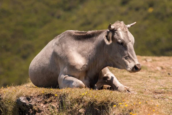 Cow on top of the mountain — Stock Photo, Image