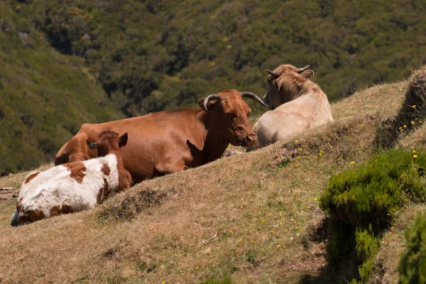 Krávy na vrcholu hory — Stock fotografie