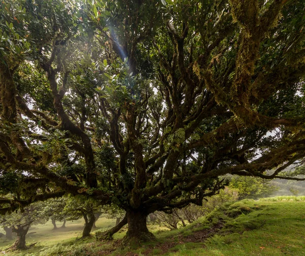 Fanal gamla Laurel träd läge — Stockfoto