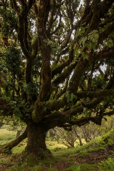 Fanal gamla Laurel träd läge — Stockfoto