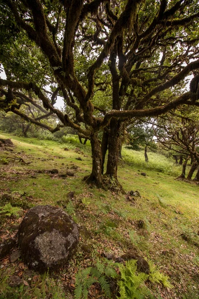 Fanal velho Laurel árvores localização — Fotografia de Stock