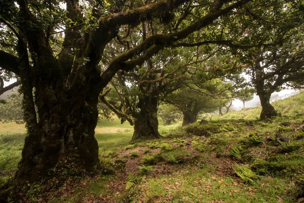 Fanal old Laurel trees location — Stock Photo, Image