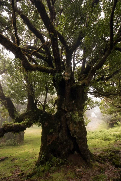 Fanal régi babér fák helyét — Stock Fotó